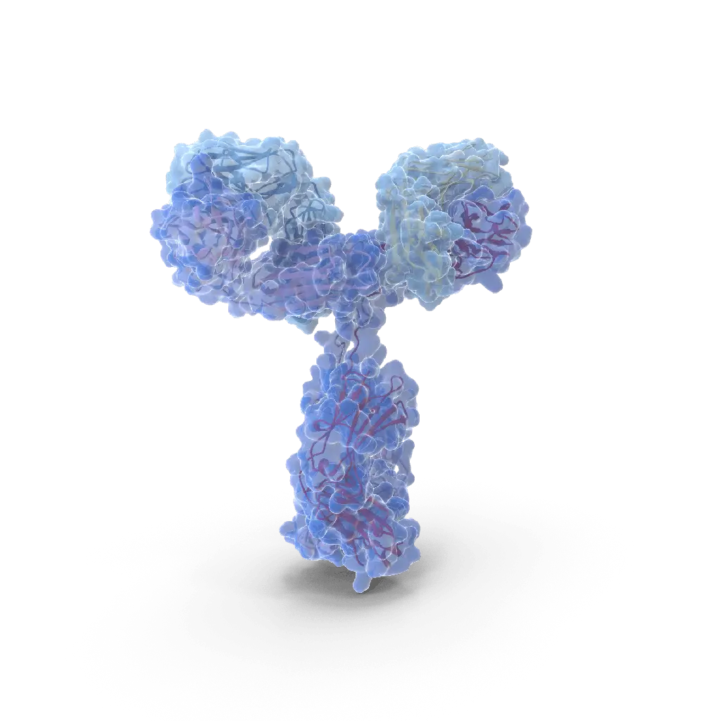 ELISA  ZIP1 anti-ZIP1 Antibody