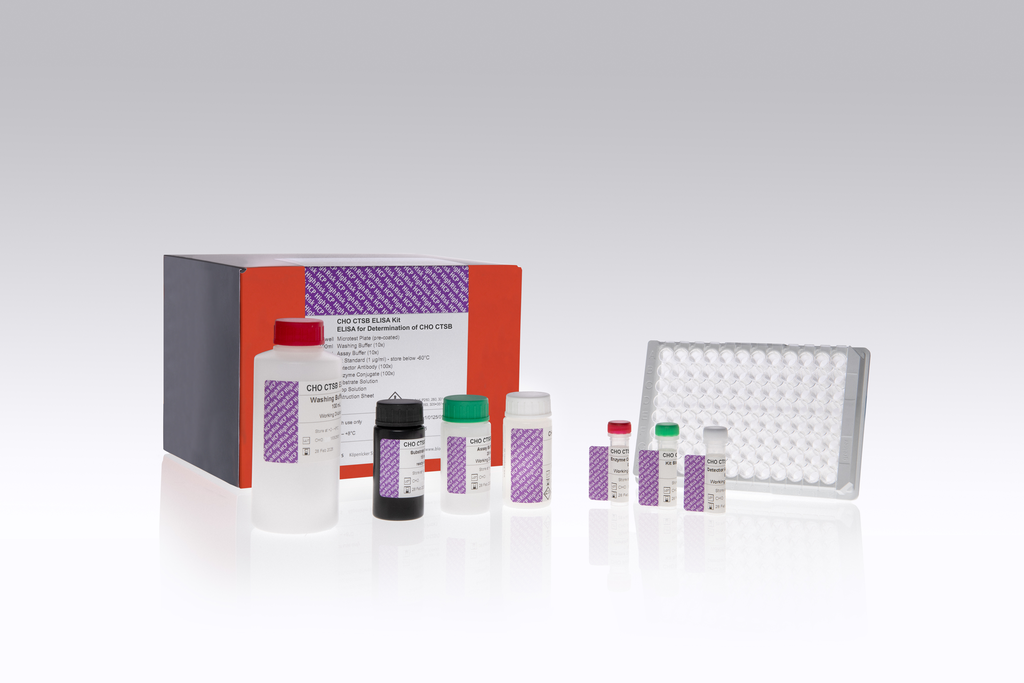 ANTI-CHO ANTIBODY TYPE B