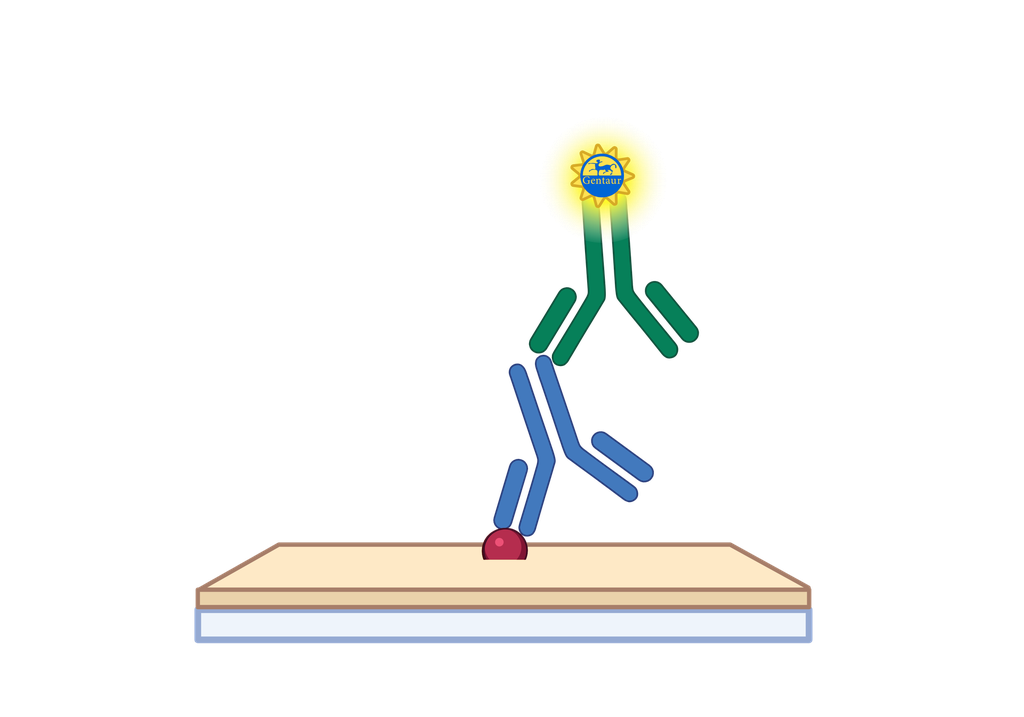 ELISA   ABCG8 Antibody, HRP  