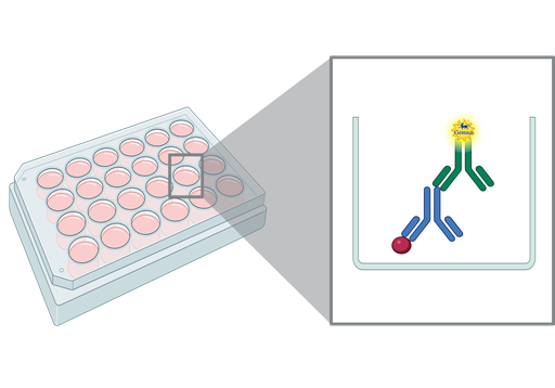 [FNab00201] ELISA  AFM anti-