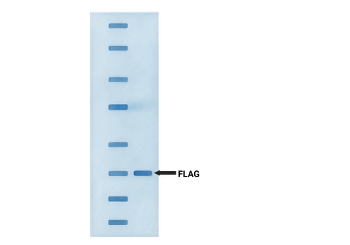 [GEN-ANTP146-1mg] FLAG Antibody